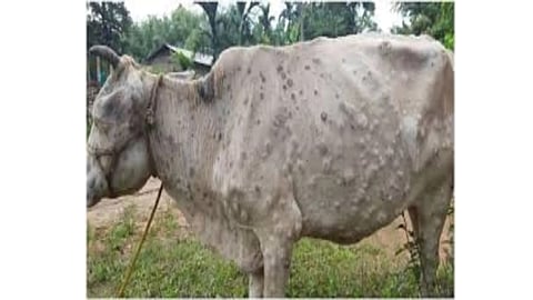 lumpy skin disease