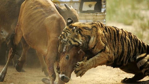 Calf dies in attack wild animals in Kolhewadi