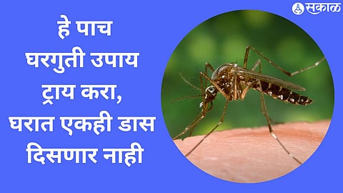 How To Get Rid of Mosquitoes 