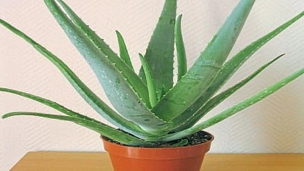 dr kiran pathak writes  Multipurpose Aloe vera health skin 