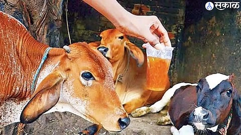 Gomutra Ark Side Effects