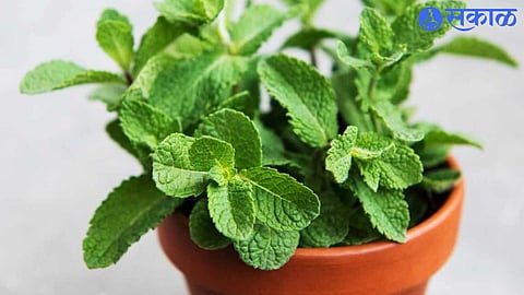 Mint Benefits For Health 