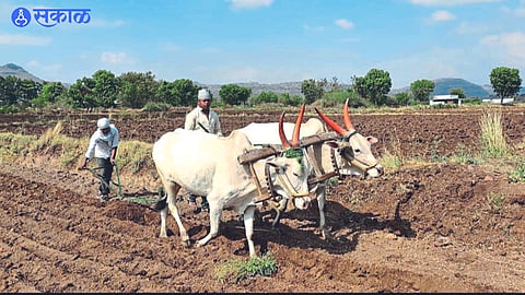 A farmer plowing a field with a pair of bullocks
