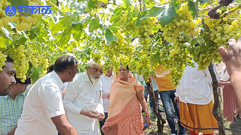 Guardian Minister Dada Bhuse along with Sarpanch Shobha Boraste while inspecting the damaged vineyards
