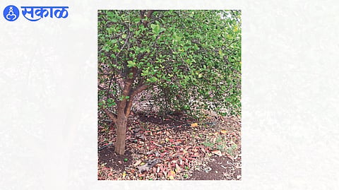 Storm damage to lemon orchards.
