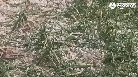 Unseasonal Rain Crop Damage