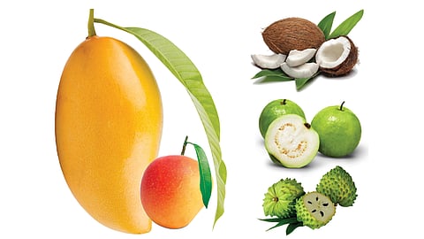 Mango Fruit