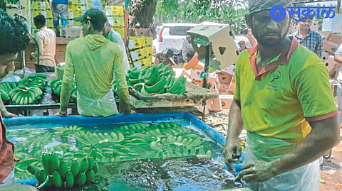Banana farmers and laborers packaging bananas for export to Iraq.

