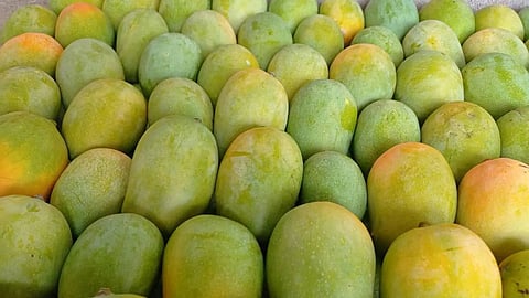  Solapur Kesar Mango 