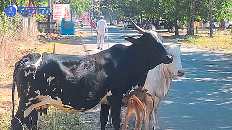 Stray animals roaming in the area.
