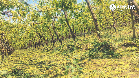 Damage to vineyards due to untimely rains.