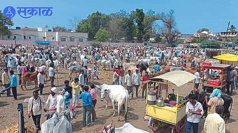 Bull market filled with Kalika Mata Yatra festival
