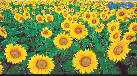 Blooming sunflower crop in the area.
