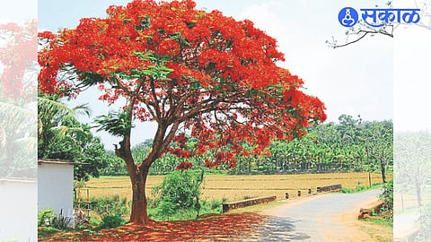 In various parts of Igatpuri taluk, Kasara Ghat and surrounding areas, the thick red and orange blanket of gulmohor is enticing the environment lovers.