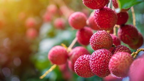 litchi 