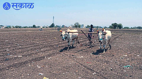 Farmers preparing for sowing
