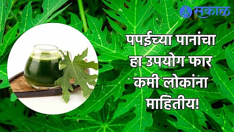 Papaya Leaf For Constipation 