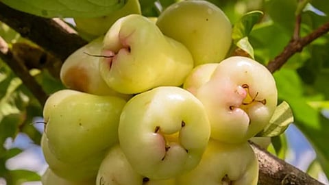 White Jamun