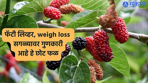 Mulberry Fruit Health Benefits 