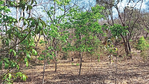Nashik Devrai