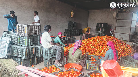 Laborers grading the crop in tomato grower Ravindra Ahire's field