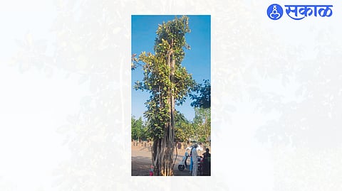 banayan tree