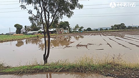 Due to unseasonal rains, rainwater accumulated in Sahadu Salve's farm