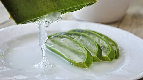 Aloe Vera 