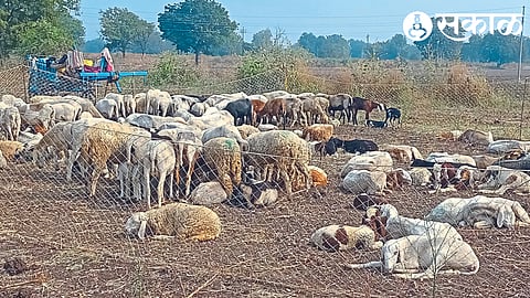 Sheep resting in a field.
