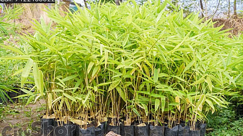 Bambu Tree