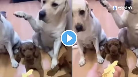 Viral Video