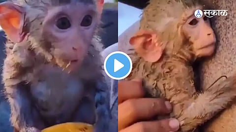 Viral Video