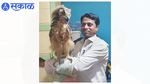 person Saved life of shrungi owl jalgaon news