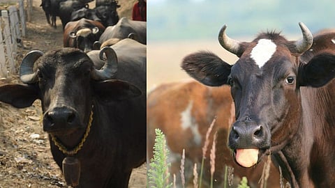शेतकऱ्यांसाठी महत्त्वाची बातमी! गायीला 70 तर म्हशीला 80 हजार; शासनाने वाढविली निर्धारित किंमत
