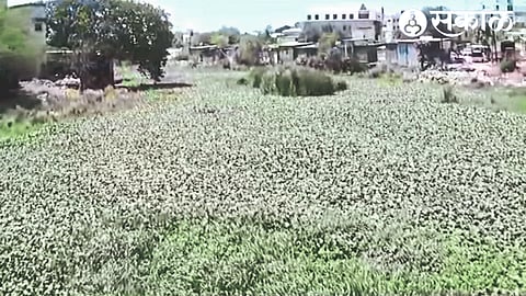 Deterioration of river Shiva due to water pollution