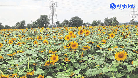 Farmer Vilas Datare of Kautikpade has a blooming sunflower farm in his field adjacent to Bhakshi- Vanoli Road.