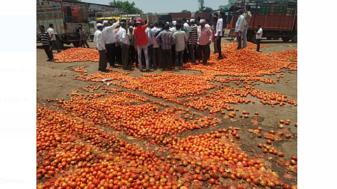 Tomato