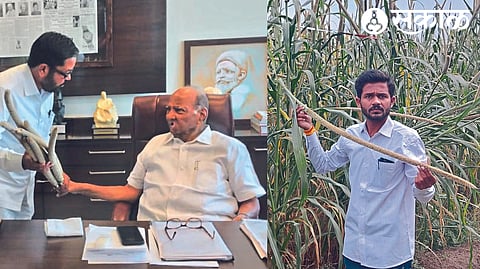 Former Union Agriculture Minister Sharad Pawar during a friendly inquiry regarding Turkish millet corn. and Kunal Shinde showing Turkish millet corn

