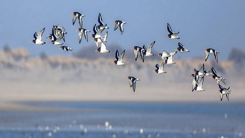 Migratory birds arrive late and leave early Impact of pollution and climate change on biodiversity Ujani Reservoir solapur