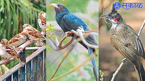 Various birds resting in the premises of Mangalgraha temple.
