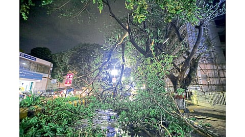 Tree Collapse
