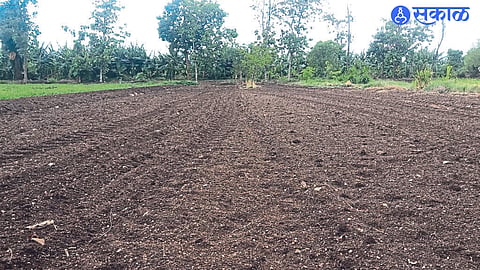 Chinoda: Cultivated area in Chinoda area lying fallow due to lack of rain.