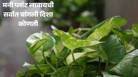 Money Plant