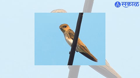 Shelgaon Dam (St. Yaval) : Grey-throated Lame Bird found.