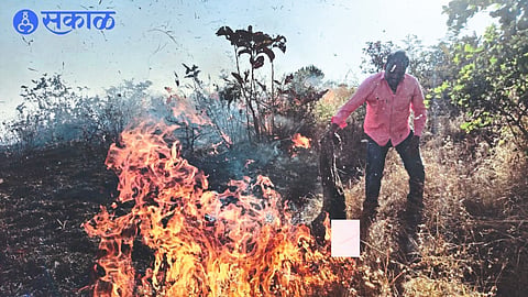 Forest fire