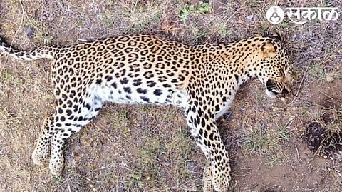 dead leopard 