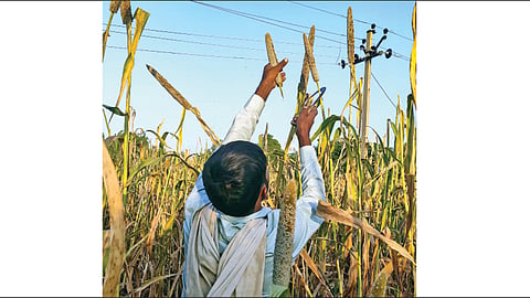 Agriculture Policy
