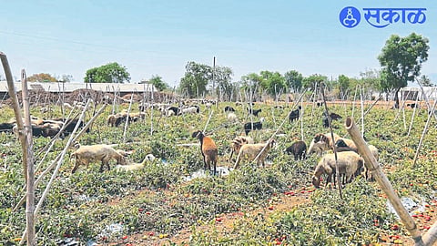 A farmer from Khamkheda, Saadhan Aher, left the sheep and cattle to graze in the standing crop due to lack of price for the tomato crop.