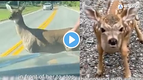 Viral VIdeo