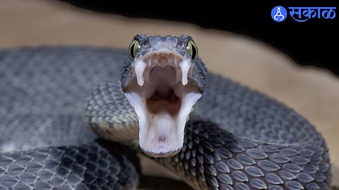 Snake Bite Precaution 